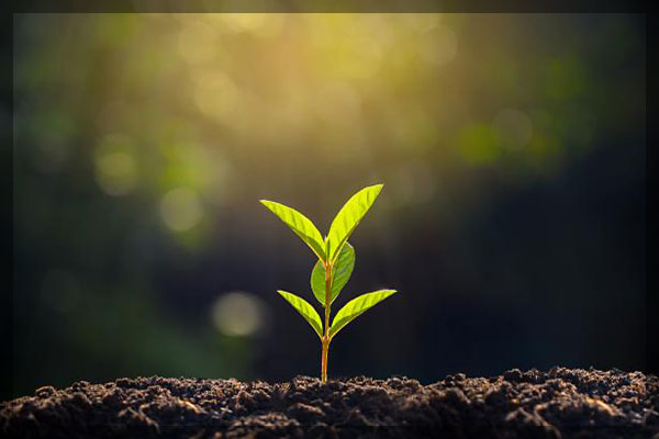 tree seedlings planting services